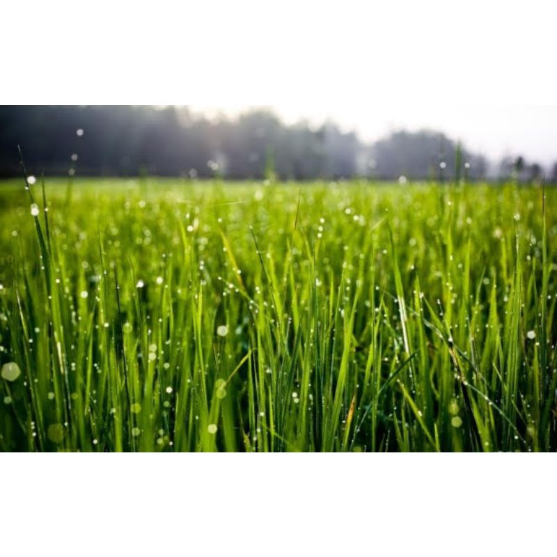 barley grass
